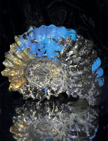 Beautiful and colourful fossil of Ammonite from Madagascar 